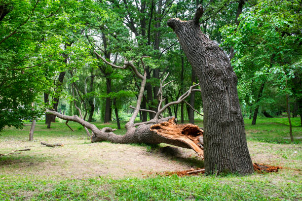 How Our Tree Care Process Works  in  Beach City, TX