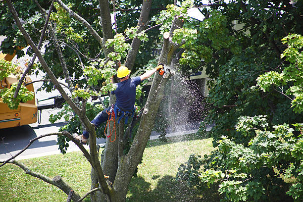 Lawn Watering Services in Beach City, TX